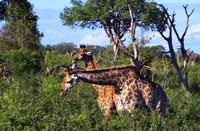 Mhkaya Reservat - Giraffen