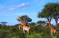 Mhkaya Reservat - Giraffen