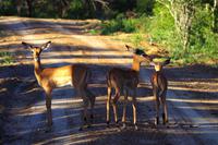 Mhkaya Reservat - Impalas