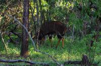 Mhkaya Reservat - Nyala