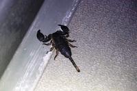 Jens und der Skorpion