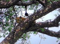 Empfangskomitee - Leopard