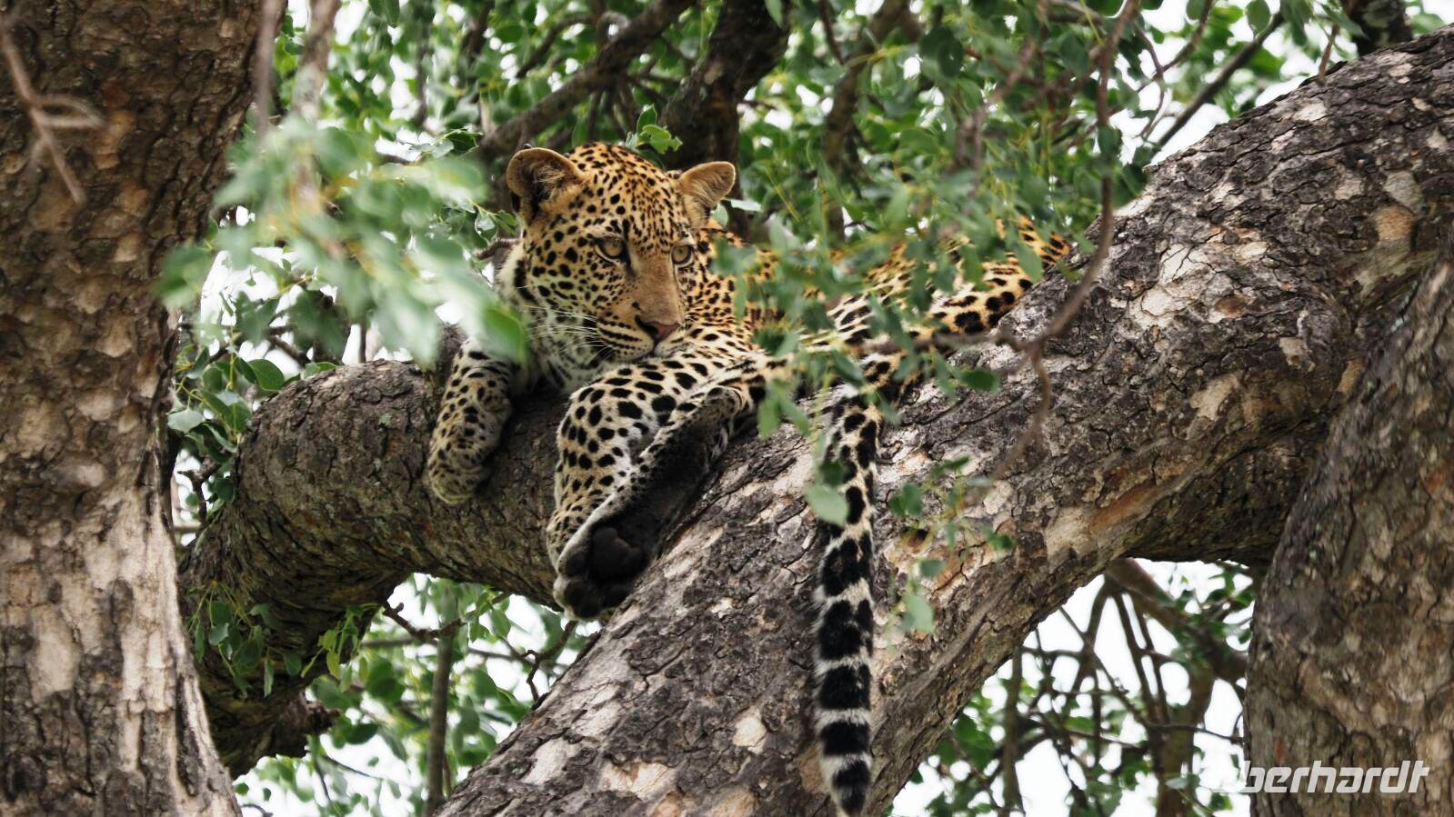 Empfangskomitee - Leopard