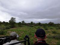 Pirschfahrt im Timbavati