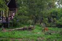 Simbavati River Lodge - Hausbesuch