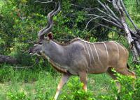 Pirschfahrt im Timbavati - Kudubock
