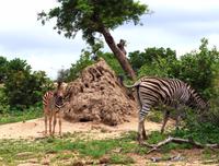Pirschfahrt im Timbavati - Zebras