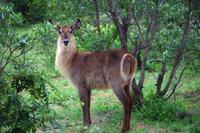 Pirschfahrt im Timbavati - Wasserbock