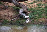 Pirschfahrt im Timbavati - Froscheier