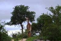 Pirschfahrt im Timbavati