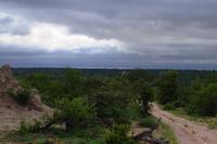 Pirschfahrt im Timbavati