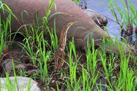 Pirschfahrt im Timbavati