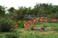 Pirschfahrt im Timbavati - Impalas