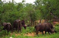 Pirschfahrt im Timbavati - Kapbüffel