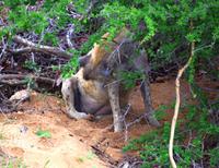 Pirschfahrt im Timbavati - schwangere Hyäne