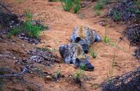 Pirschfahrt im Timbavati - männliche Hyänen