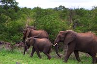 Pirschfahrt im Timbavati - Elefanten