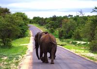 Pirschfahrt im Timbavati - Elefanten