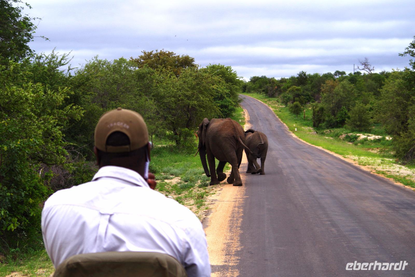 Pirschfahrt im Timbavati - Elefanten