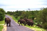 Pirschfahrt im Timbavati - Elefanten