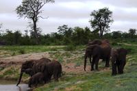 Pirschfahrt im Timbavati - Elefanten