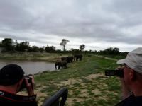 Pirschfahrt im Timbavati - Elefanten