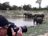 Pirschfahrt im Timbavati - Elefanten