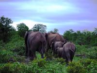 Pirschfahrt im Timbavati - Elefanten