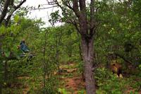 Pirschfahrt im Timbavati