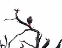 Pirschfahrt im Timbavati - Gaukler