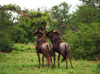 Pirschfahrt im Timbavati - Gnus