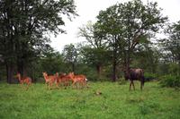 Pirschfahrt im Timbavati