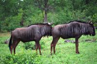 Pirschfahrt im Timbavati - Streifengnus