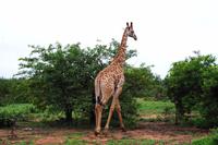 Pirschfahrt im Timbavati - Giraffe