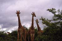 Pirschfahrt im Timbavati - Giraffen