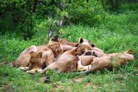 Pirschfahrt im Timbavati - Löwenkuscheln