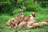 Pirschfahrt im Timbavati - Löwenkuscheln
