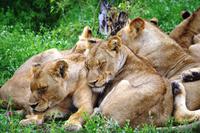 Pirschfahrt im Timbavati - Löwenkuscheln