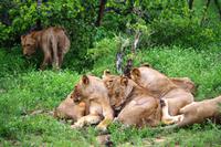 Pirschfahrt im Timbavati