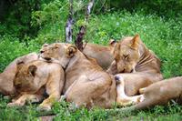 Pirschfahrt im Timbavati