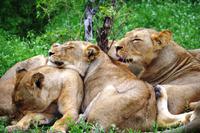 Pirschfahrt im Timbavati