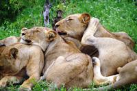 Pirschfahrt im Timbavati - Löwenyoga