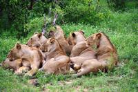 Pirschfahrt im Timbavati