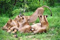 Pirschfahrt im Timbavati