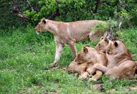 Pirschfahrt im Timbavati