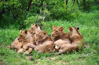 Pirschfahrt im Timbavati