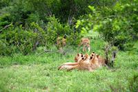 Pirschfahrt im Timbavati