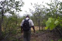 Timbavati - Bush Walk