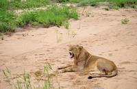 Pirschfahrt im Timbavati