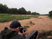 Pirschfahrt im Timbavati